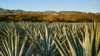 MEZCAL