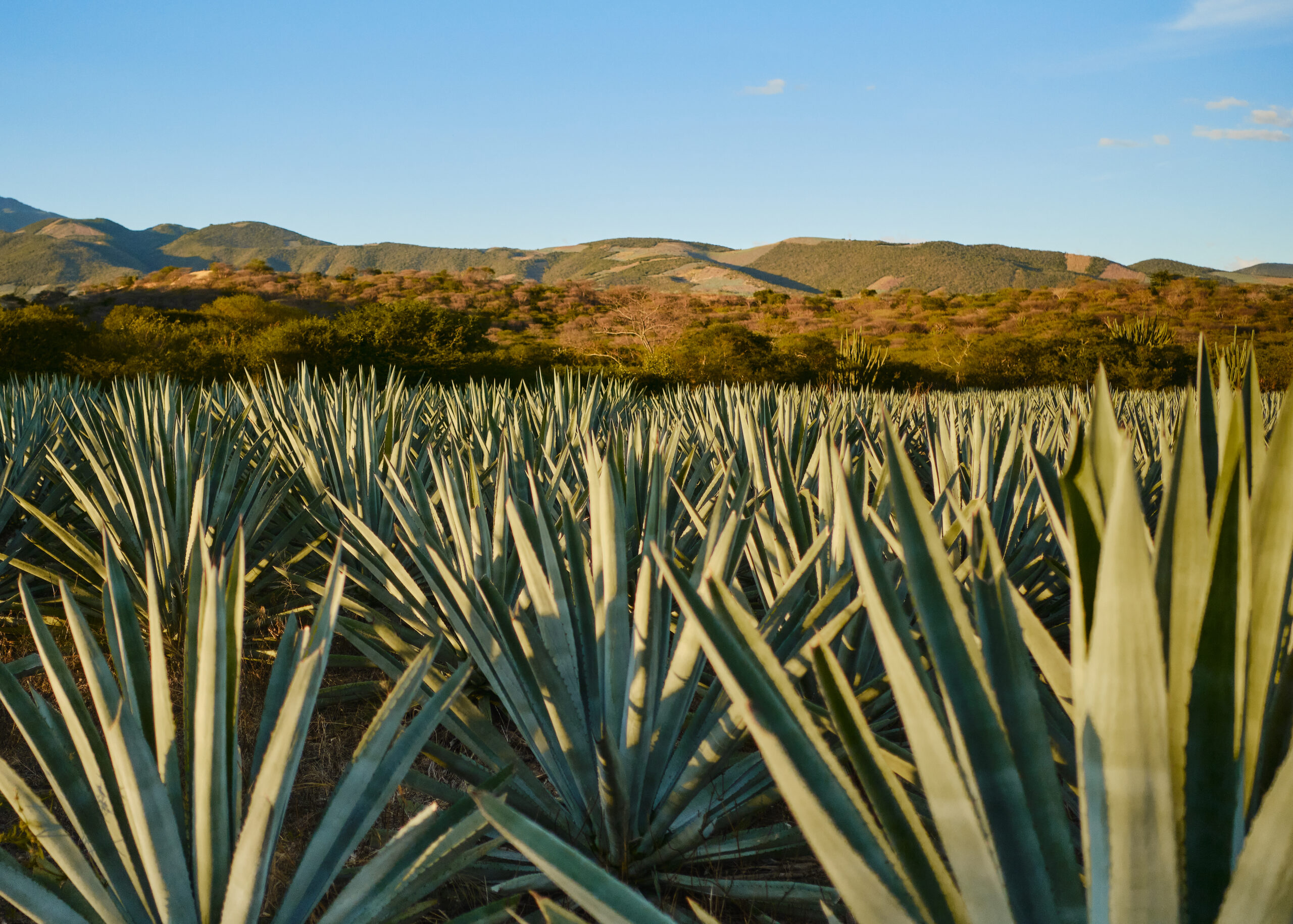 MEZCAL