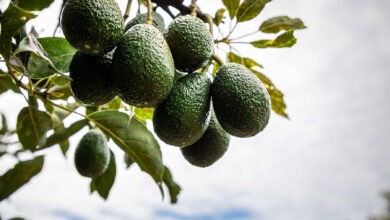 group of avocados hanging on a tree