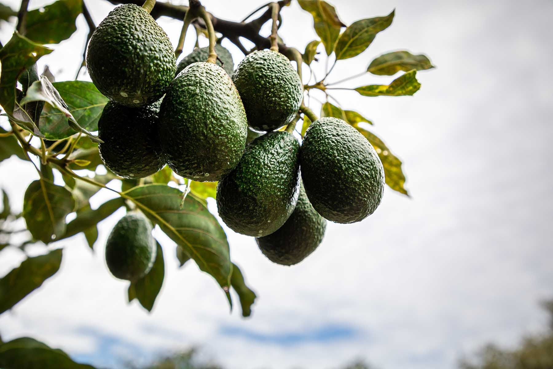 group of avocados hanging on a tree