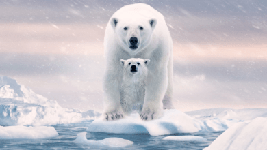 Disneynature OSA POLAR