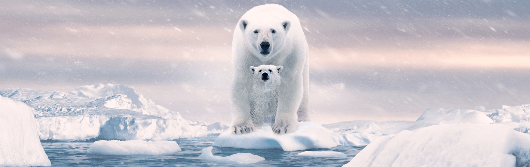 Disneynature OSA POLAR