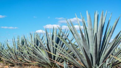 Blue agave plants in Mexico with a beautiful blue sky