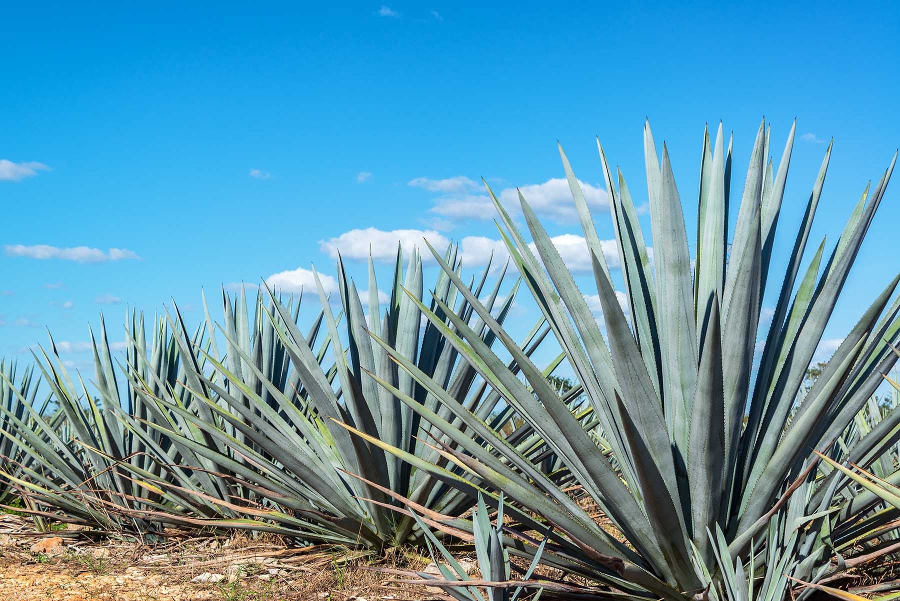 Blue agave plants in Mexico with a beautiful blue sky