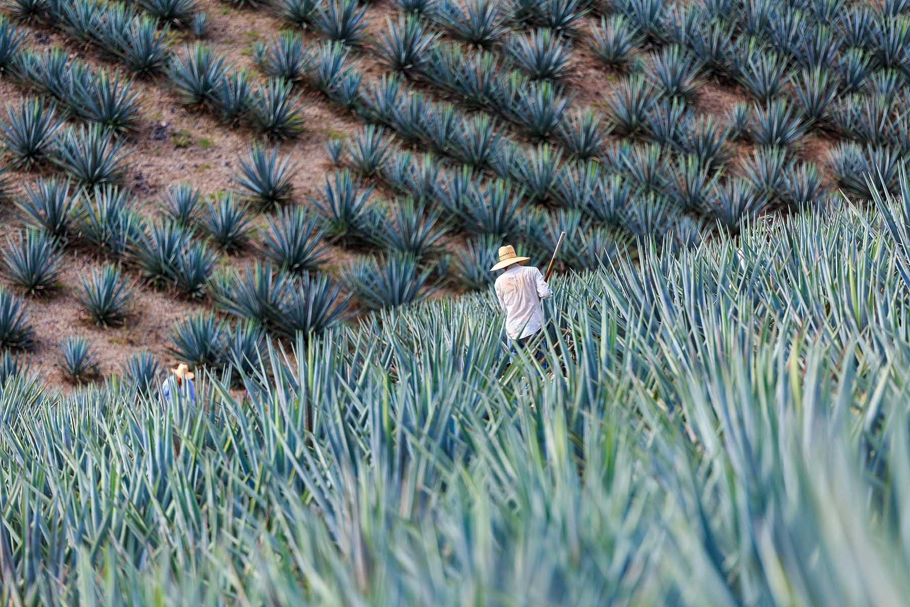 Desarrollan modelo matemático para predecir precios futuros del agave