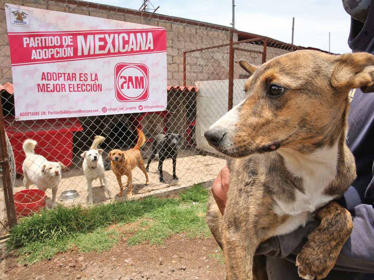 Partido de Adopción Mexicana